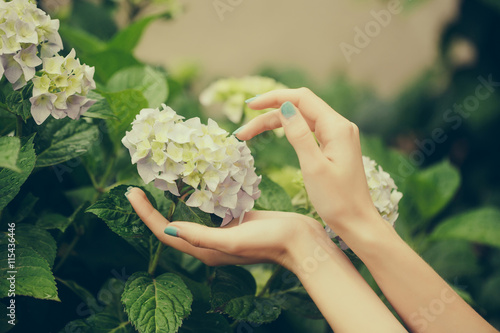 Fototapeta Naklejka Na Ścianę i Meble -  Female hands touch hydrangea flowers