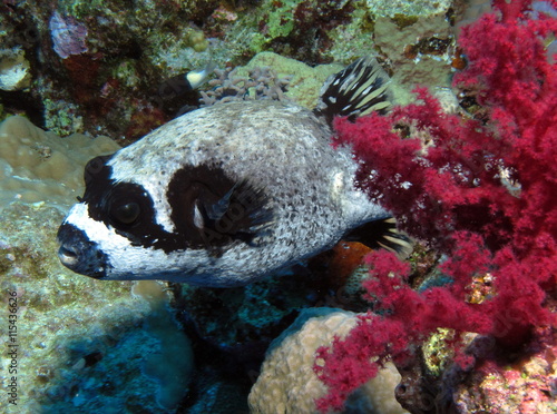 Masked Puffer, Arothron diadematus at Dangerous Reef, St John's photo