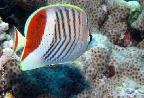 Crown Butterflyfish, Chaetodon paucifasciatus at Dangerous Reef,