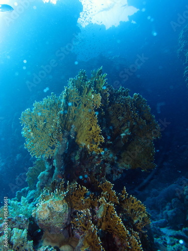 Fototapeta Naklejka Na Ścianę i Meble -  Pathways of the reef at Dangerous Reef, St John's reefs, Red Sea