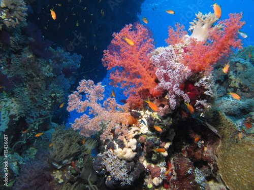 Fototapeta Naklejka Na Ścianę i Meble -  Pastel colours  at Gota Kebir, St John's reefs, Red Sea, Egypt