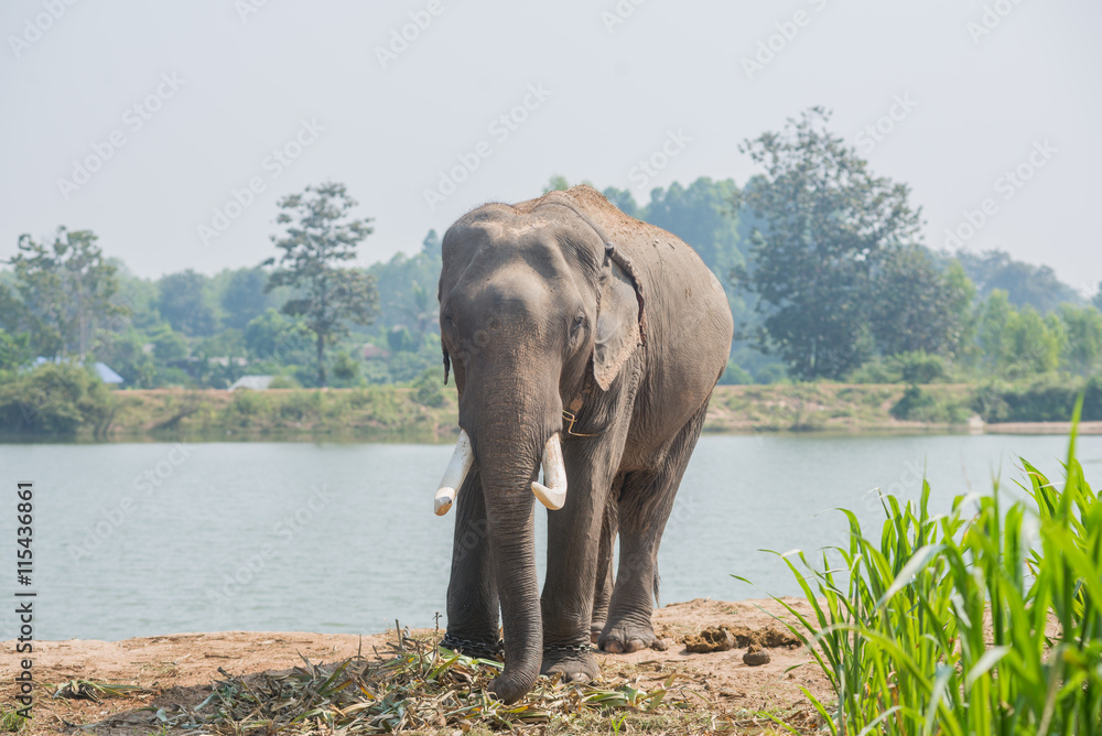 Obraz premium background elephant