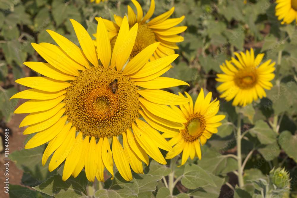 Sunflower with bee. Sunflower with bee.