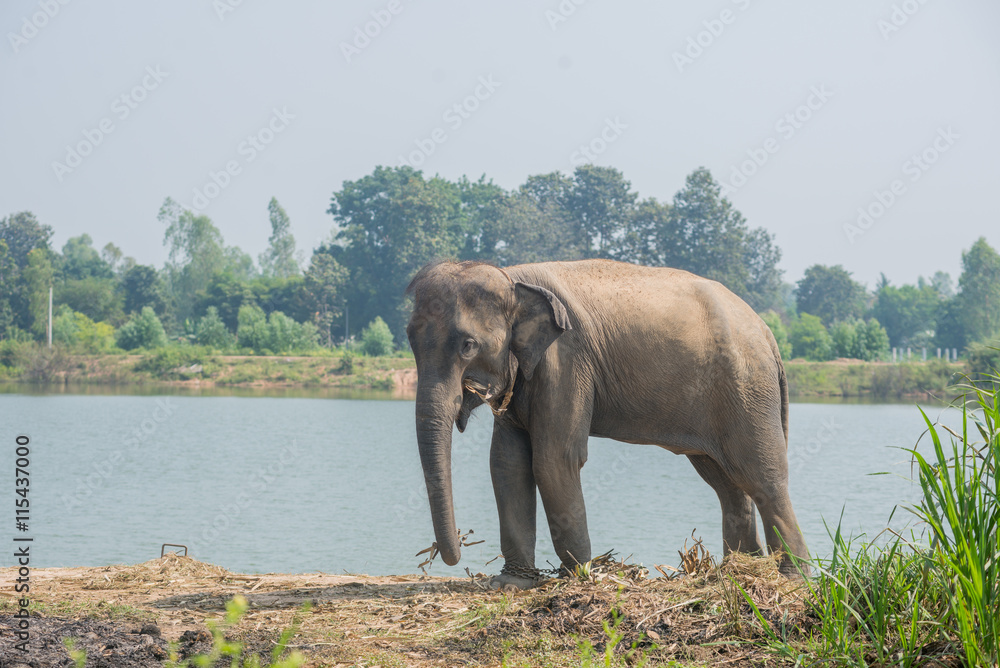 Obraz premium background elephant