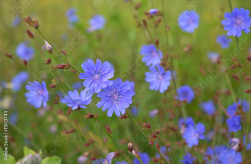 background of flowers