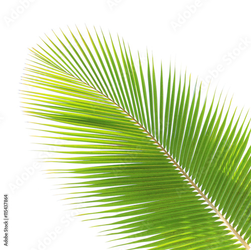 Coconut leaf isolated white background