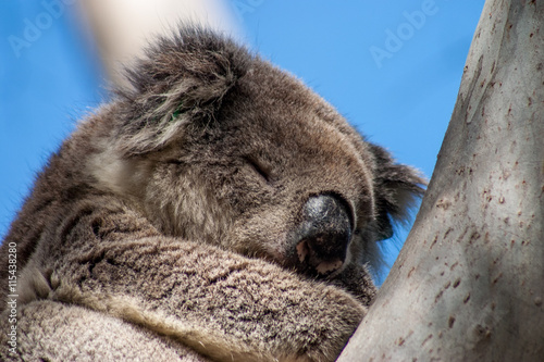 Fototapeta Naklejka Na Ścianę i Meble -  Koala on Kangaroo Island