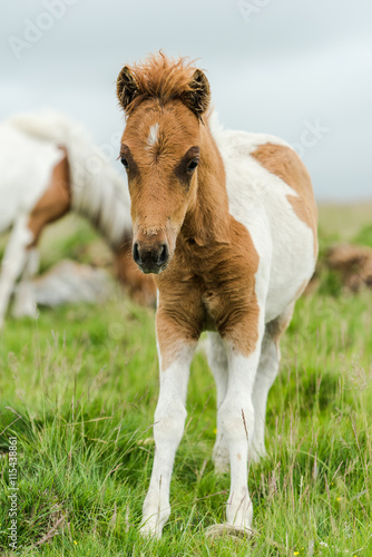 young miniature pony horse