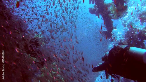 Male scuba diver inside the wreck of the SS Carnatic with a school of glassfish (Parapriacanthus ransonneti), Red Sea, Egypt
 photo