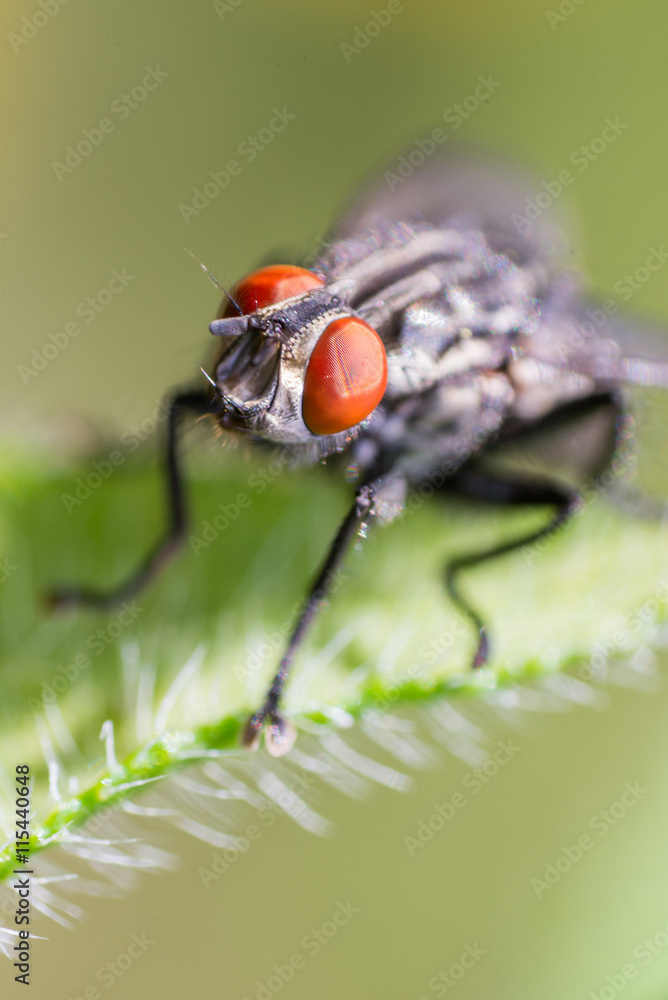 fly, macro, insect, animal, leaf, closeup, green, pest, small, wing, nature, eye fly, macro, insect, animal, leaf, closeup, green, pest, small, wing, nature, eye