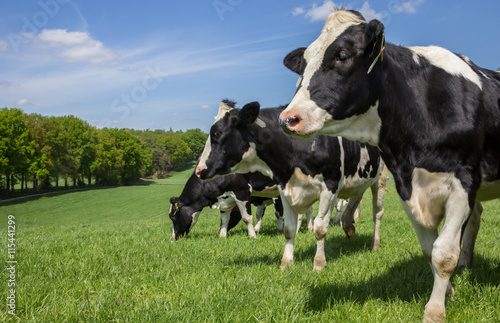 Dutch Holstein Zwartbont cows on a hill © venemama