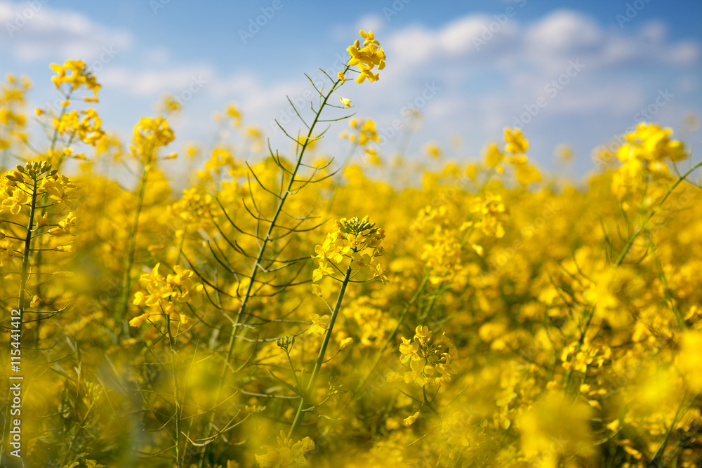 Flowers of canola with clouds in the sky