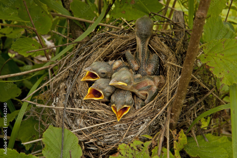 Five little chicks are sleeping in their nest in the forest.