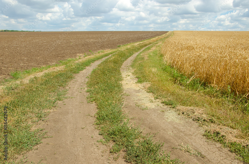 Village road in wheat field under cloudy sky. Village road in wheat field under cloudy sky.
