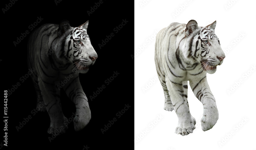 Fototapeta premium white bengal tiger in dark and white background