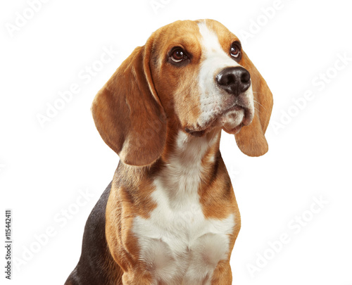 Studio portrait of beagle isolated on white background