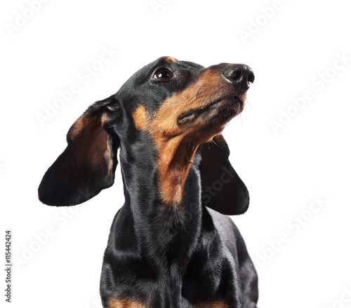 Portrait of dachshund isolated on white © strixcode