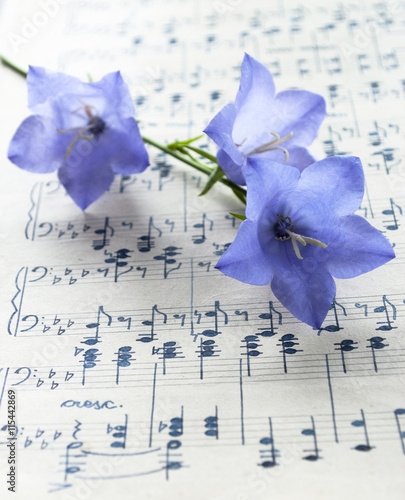 Altes handgeschriebenes Notenblatt mit Glockenblumen (Campanula) in blau, Hintergrund, Textur