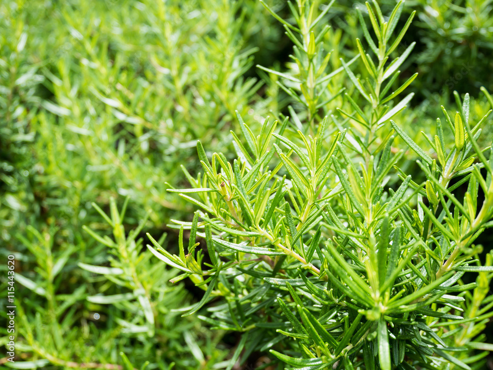 Fresh rosemary organic herb grow outdoor close up Fresh rosemary organic herb grow outdoor close up