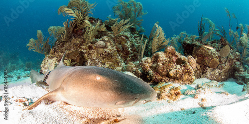 Nurse shark at Ambergris Caye, Belize photo