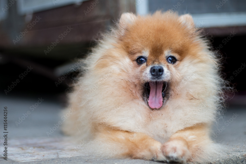 Pomeranian dog in a yawn face Pomeranian dog in a yawn face