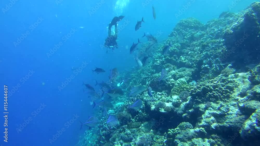 Scuba diver at school of Bluefin trevally (Caranx melampygus) on coral reef, Red sea, Egypt, Africa
Scuba diver at school of Bluefin trevally (Caranx melampygus) on coral reef, Red sea, Egypt, Africa