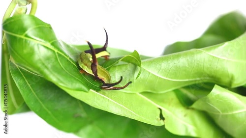 Caterpillar of Common map butterfly (Cyrestis thyodamas) eating host plant's leaf photo