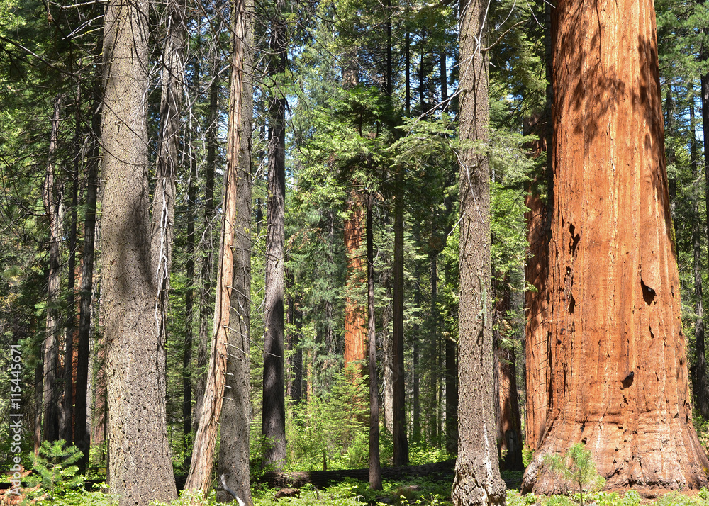 Sequoia grove Sequoia grove