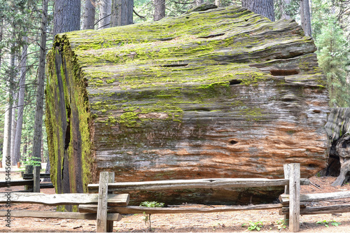 Sequoia trunk