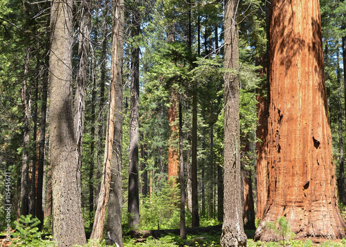 Sequoia grove photo