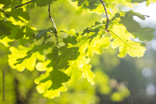 Green background with bokeh