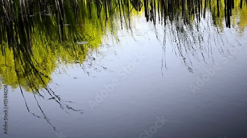 Wallpaper Mural Fall Reflection Pond Lake Reeds Rush Greens Torontodigital.ca