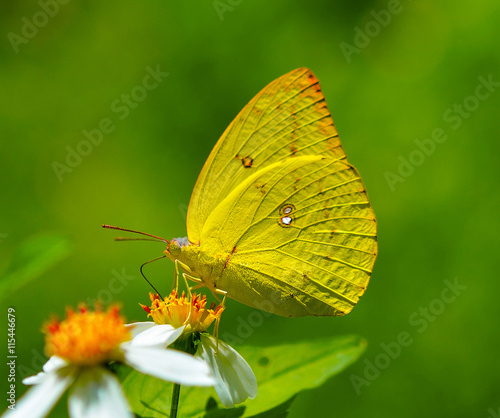 butterfly fly on flower © kitsananan Kuna