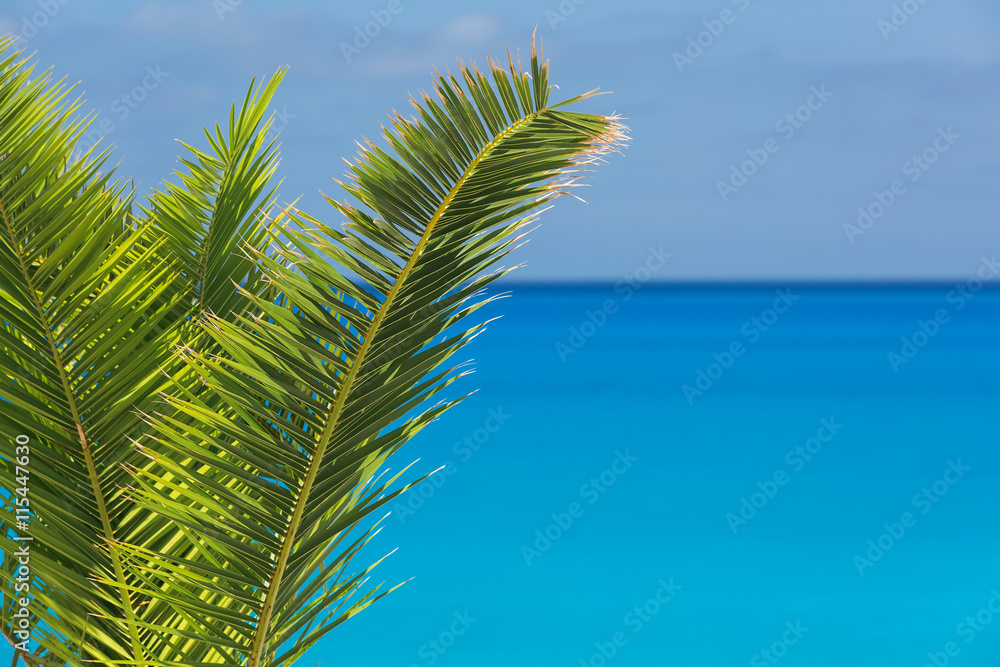 Fototapeta premium Palm tree leaves and deep blue sky over turquoise ocean
