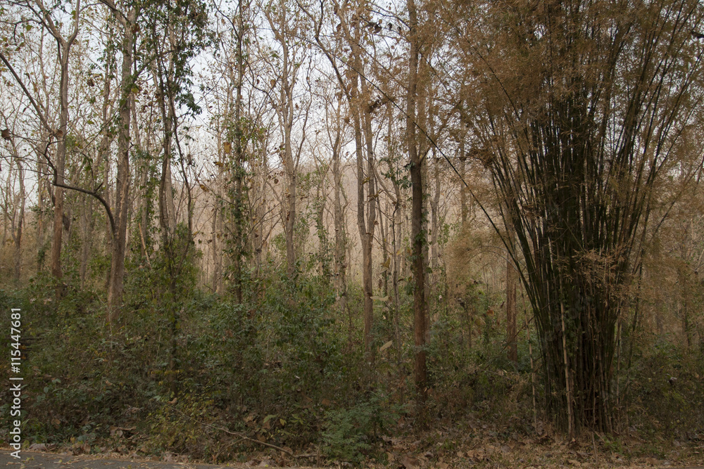 Dried forest in summer.