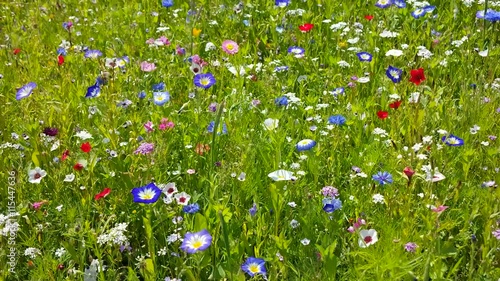 Bunte Sommerwiese im Wind photo