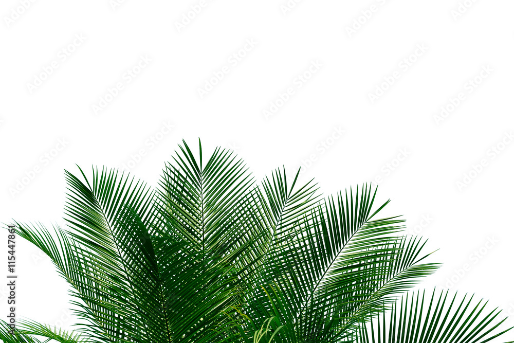 palm leaves with copy space on white background palm leaves with copy space on white background