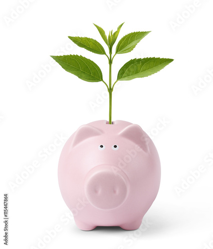 Growing money.Piggy bank with plant. photo