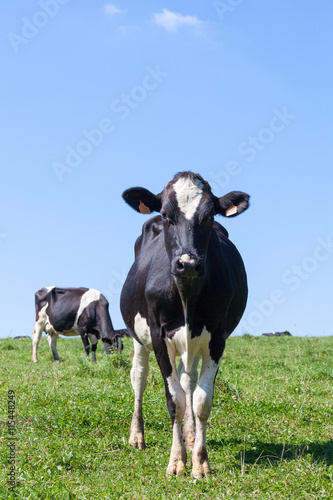 Konstfotografi Young  black and white Holstein dairy cow in a lush pasture standing facing the