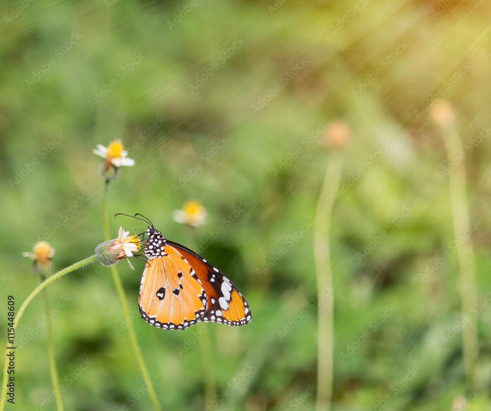 beautiful butterflies and Flowers with light rays and warm tone