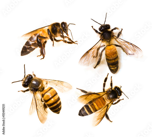 set of bee on white background