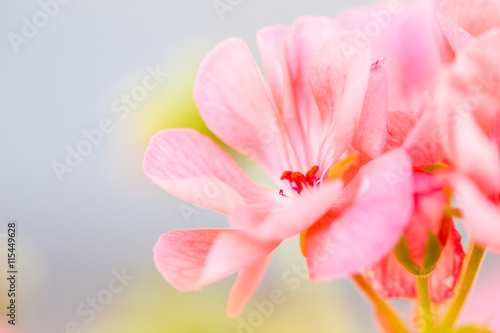 An isolated, off centre composition of a delicate pink geranium flower. The petals are soft and delicate. The back ground is in soft focus.