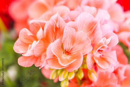 pink geranium flowers with delicate petals clustered together. 