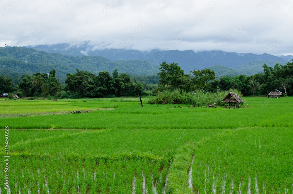 rice field in northern, Thailand