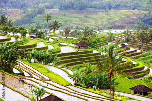 Bali Rice Terraces. Rice fields of Jatiluwih