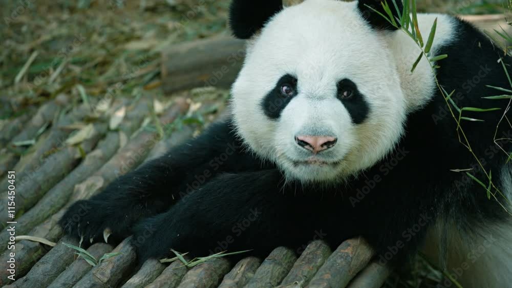 Panda raises his head and looks at the camera before resuming his nap in his habitat. Video 4k Panda raises his head and looks at the camera before resuming his nap in his habitat. Video 4k
