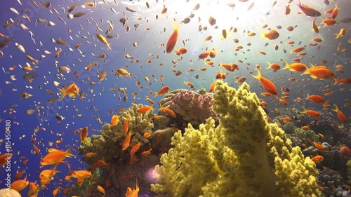 Tropical Fish on Vibrant Coral Reef