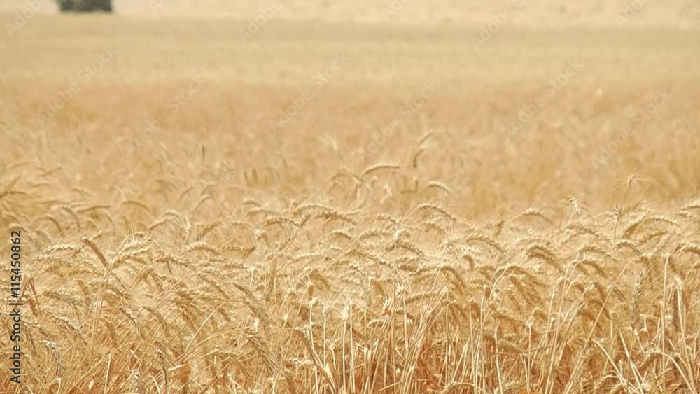 agriculture and harvester Combine harvester gathers the wheat crop agriculture and harvester Combine harvester gathers the wheat crop
