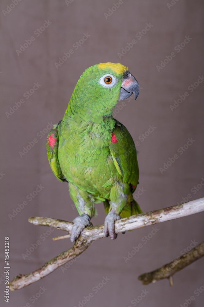 Vertical shot of green parrot perched on a wooden twig.  He is an Yellow Crowned Amazon from South America.