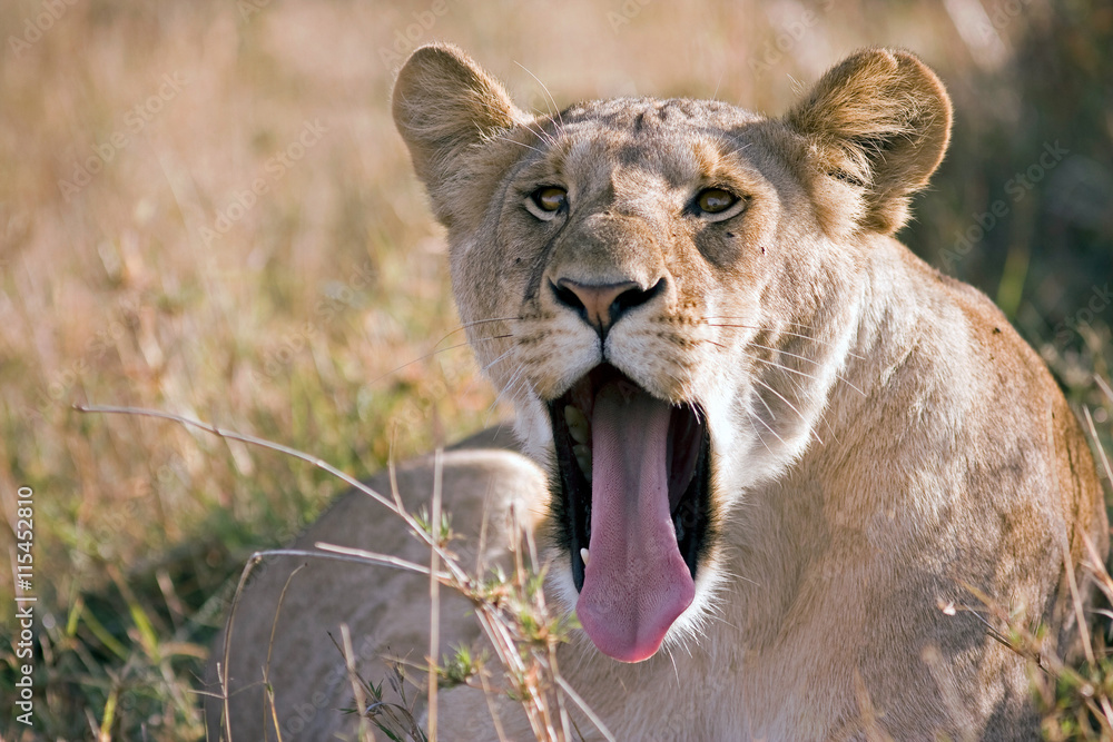 Obraz premium portrait of a lioness with open mouth and tongue sticking out lying on the African savannah, Kenya